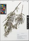 Foto von Salix L.